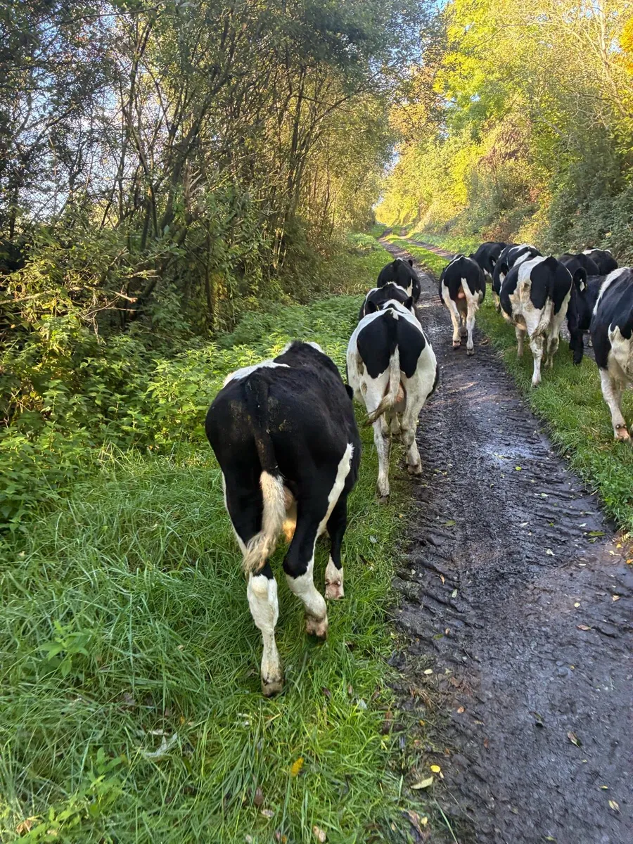 Cattle - Image 4