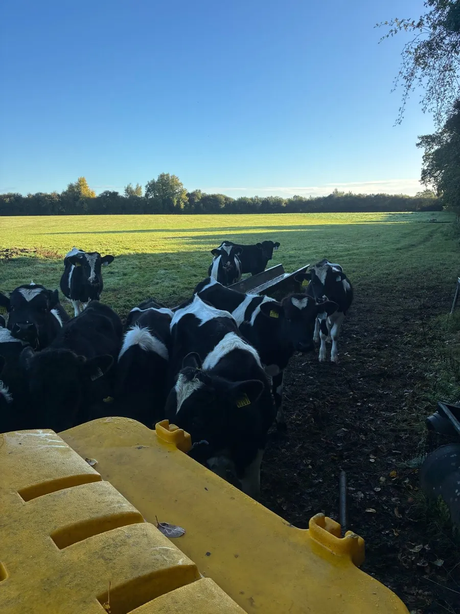 Cattle - Image 1