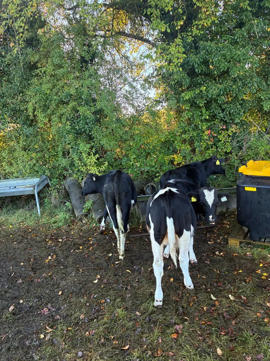 Cattle - Image 2