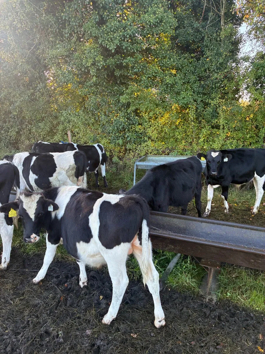 Cattle - Image 3