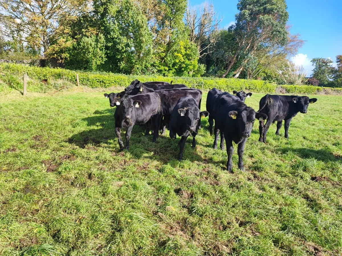 Runners/Weanlings 9th October - Image 4