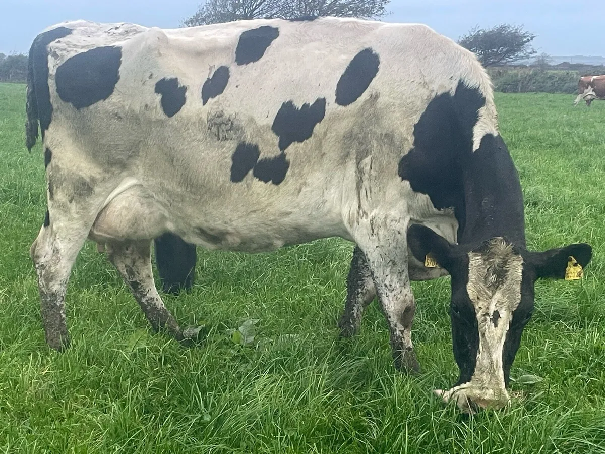 Empty Cows For Sale - Image 1