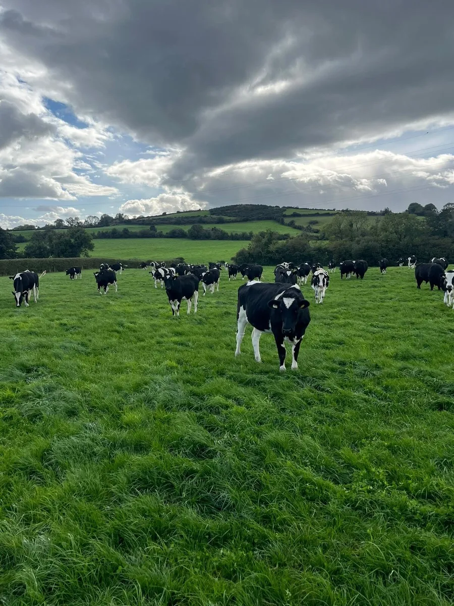 Incalf Fresian heifers - Image 2