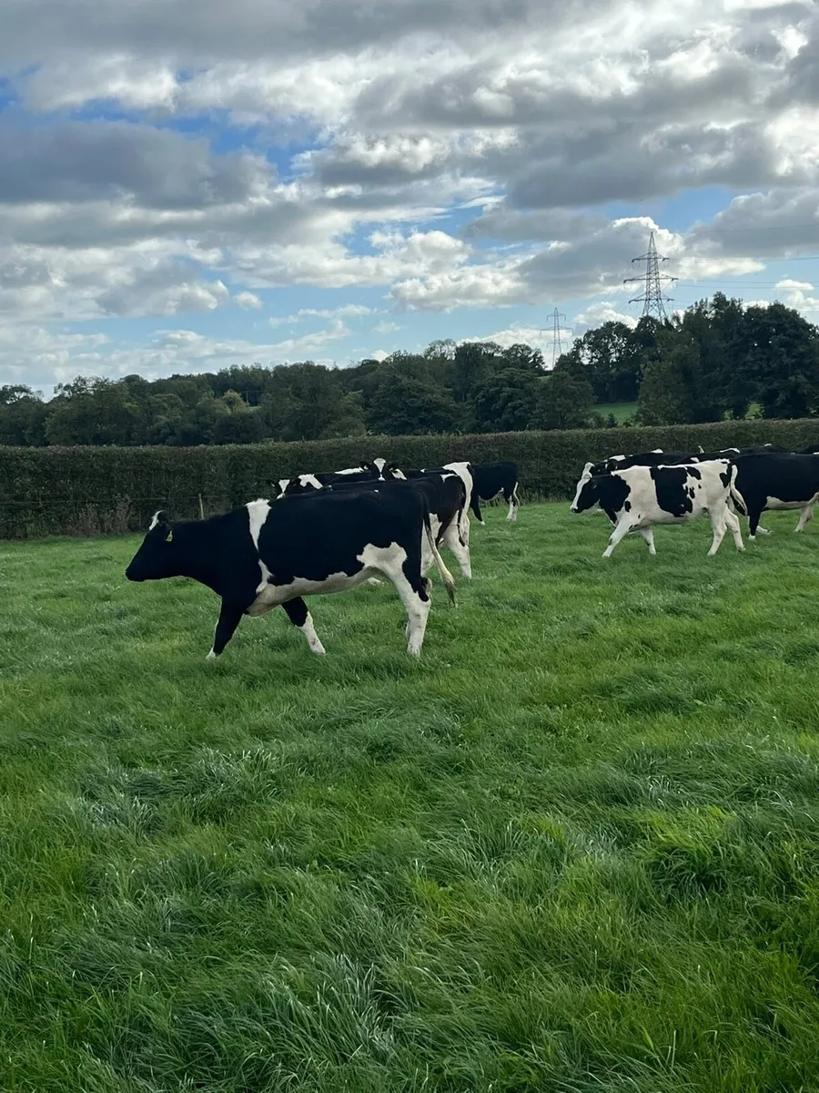 Incalf Fresian heifers - Image 3