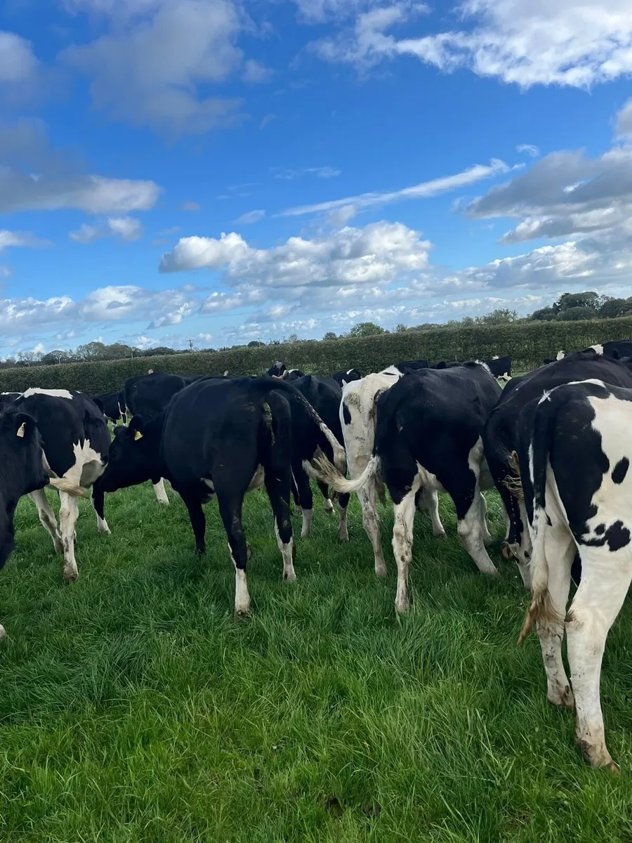 Incalf Fresian heifers - Image 4