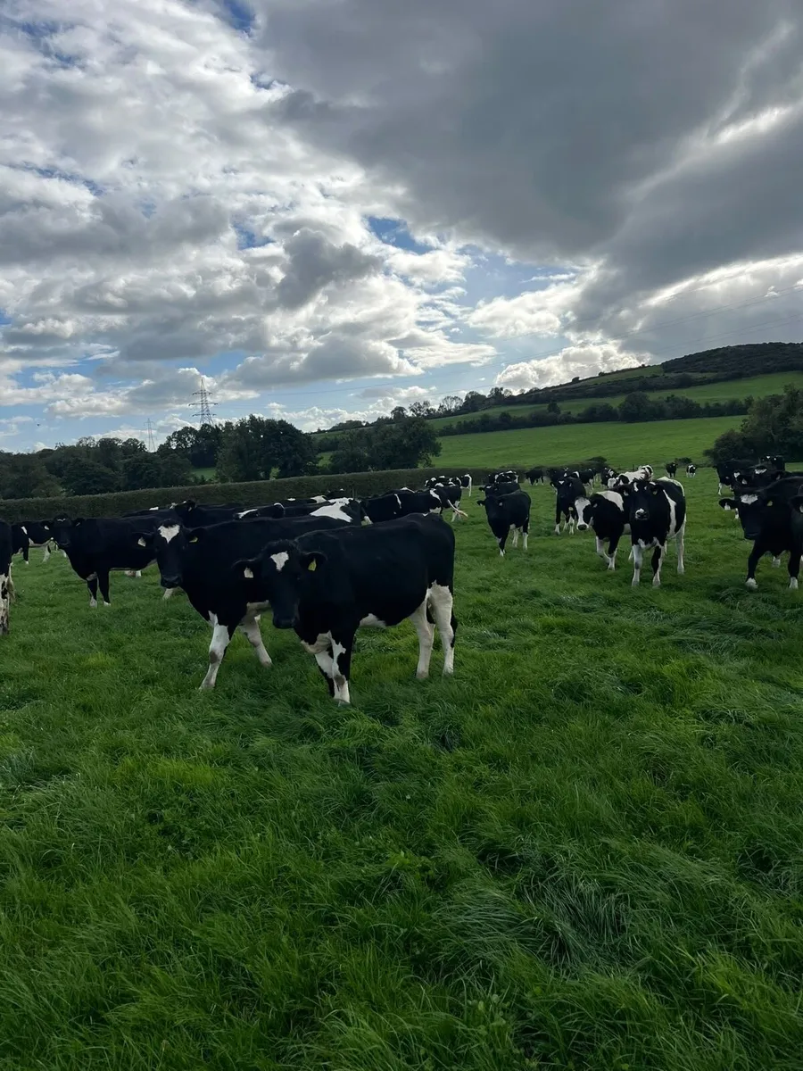 Incalf Fresian heifers - Image 1