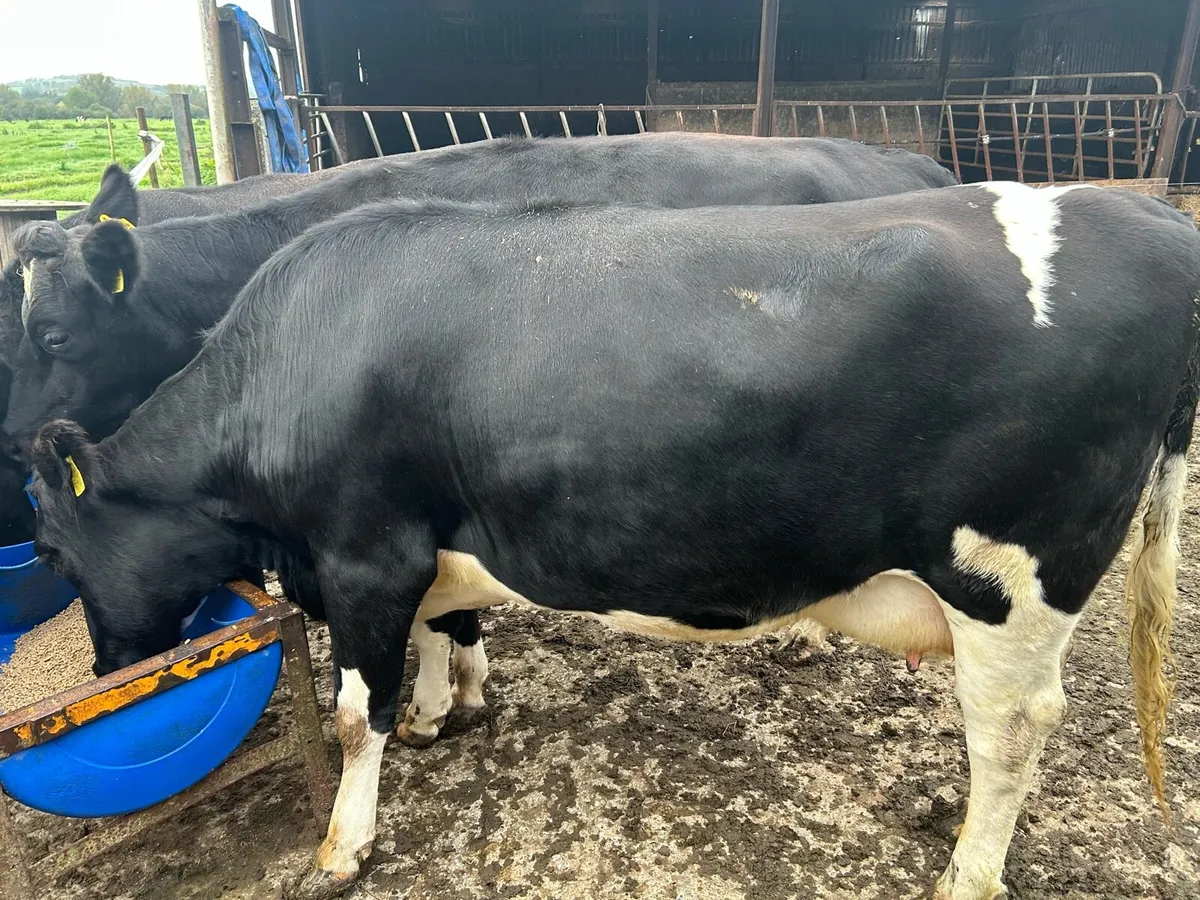 1 freshly carved fresian heiffer machine milked - Image 2