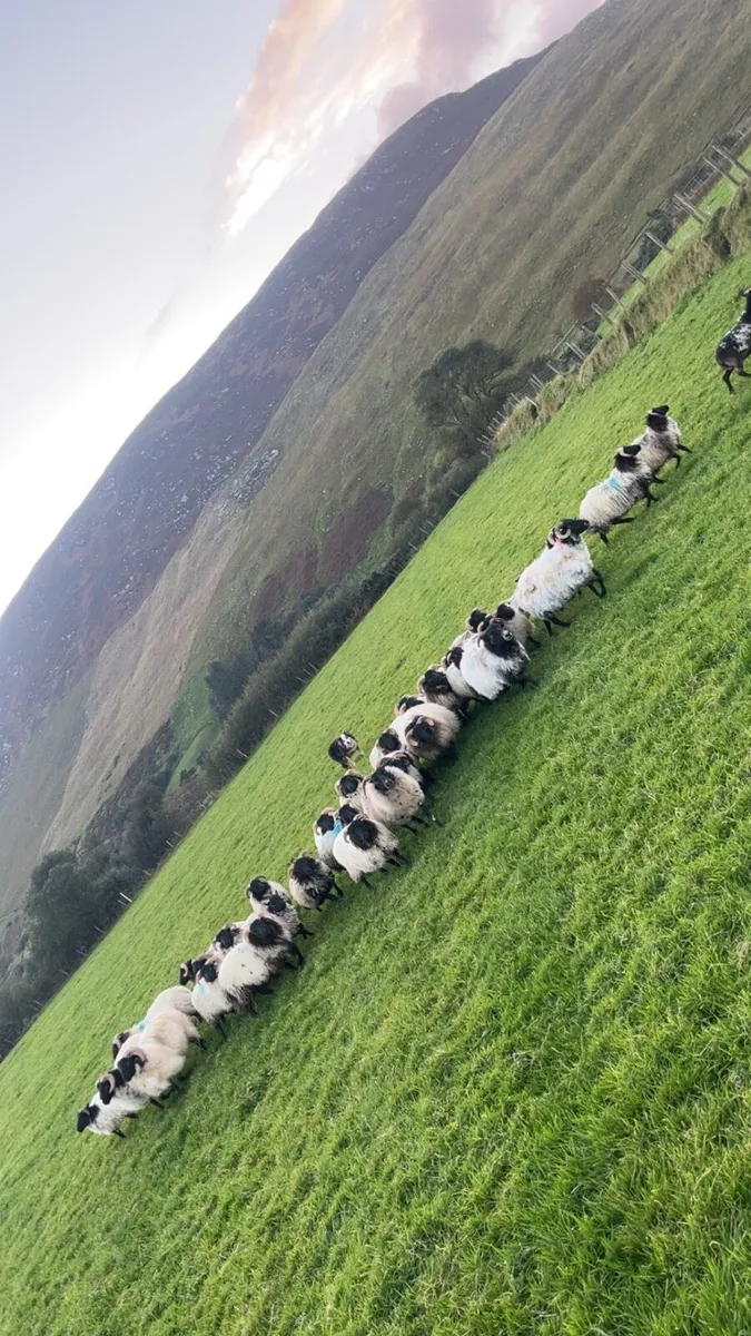 Blackface mountain ram lambs - Image 1