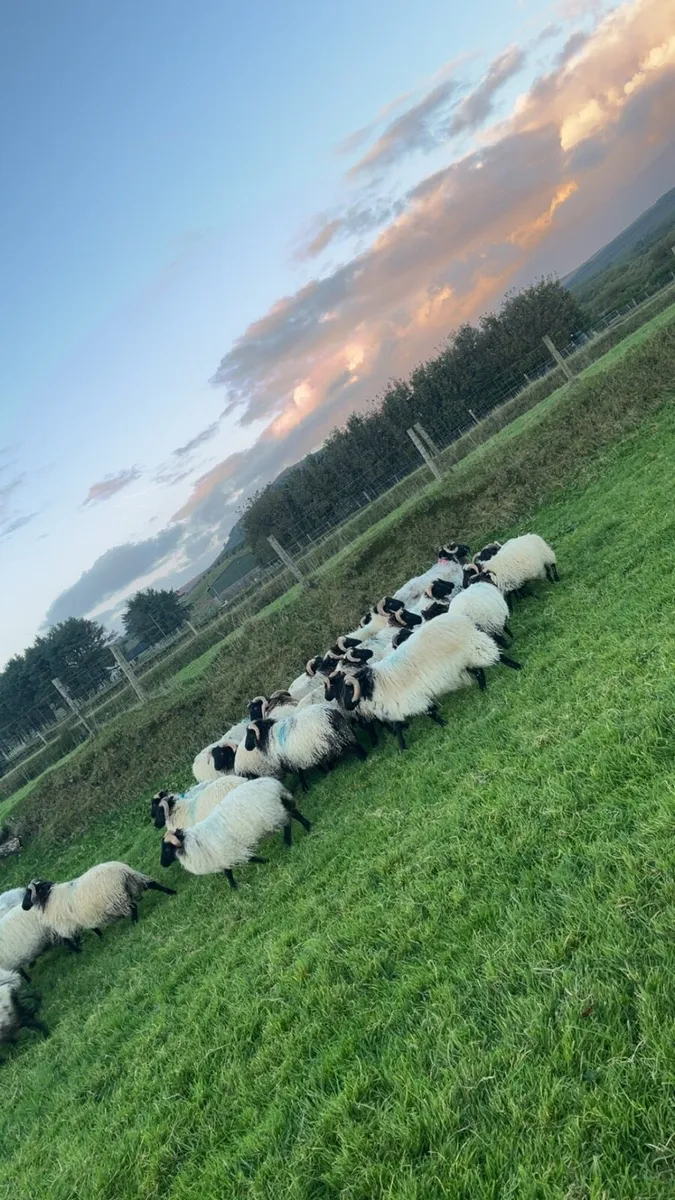 Blackface mountain ram lambs - Image 4