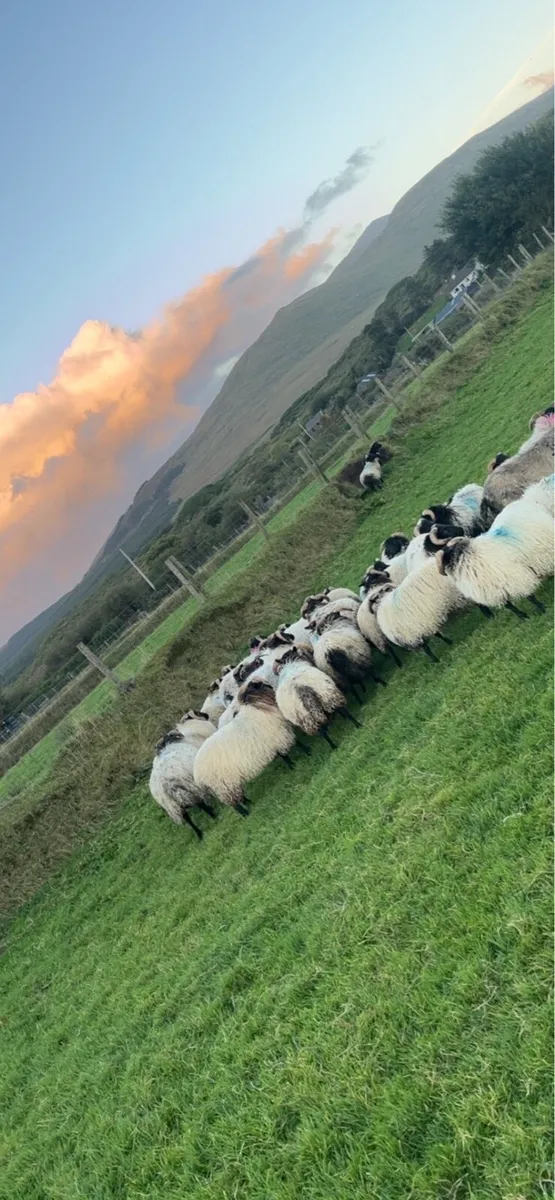 Blackface mountain ram lambs - Image 2
