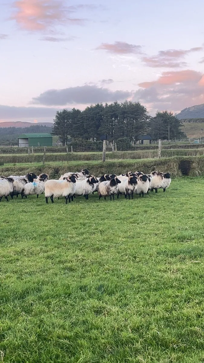 Blackface mountain ram lambs - Image 3