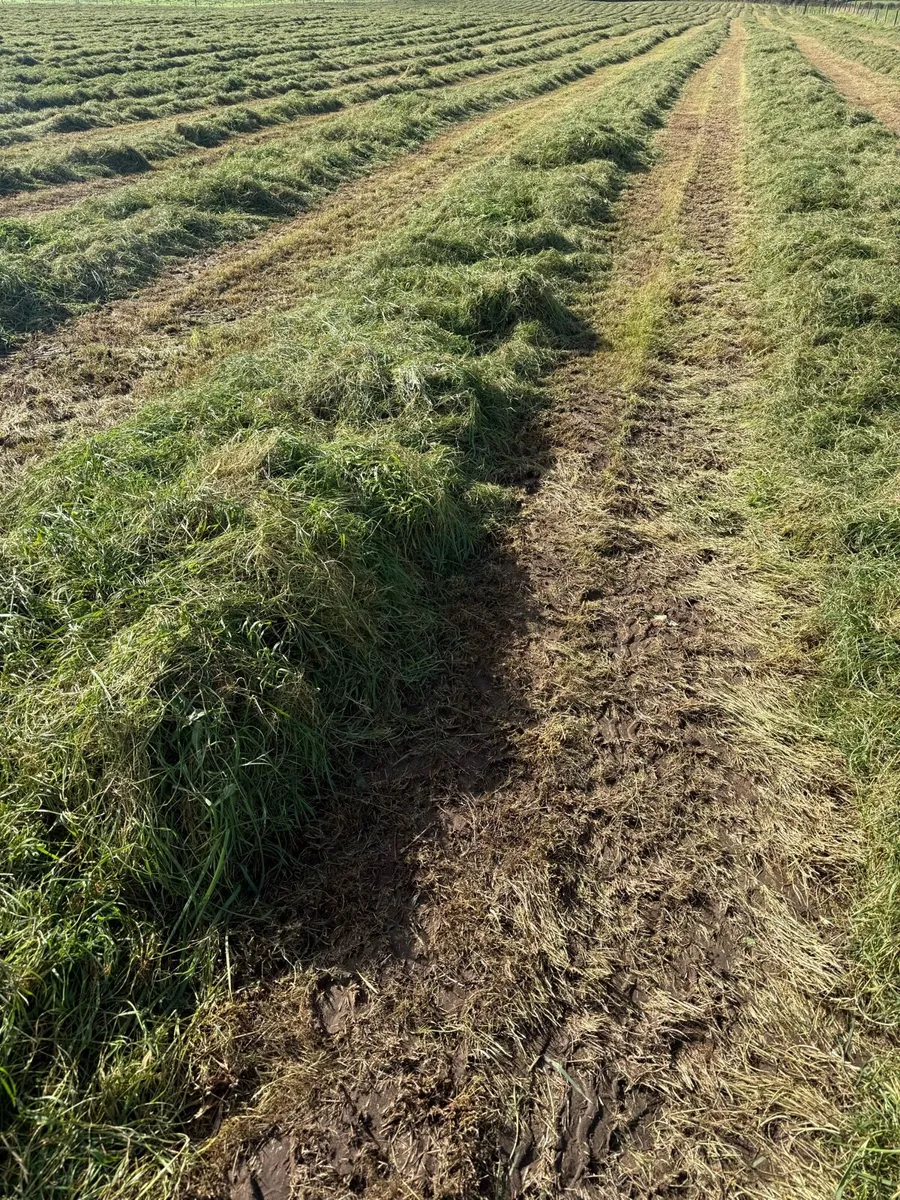Hay and Silage bales - Image 4