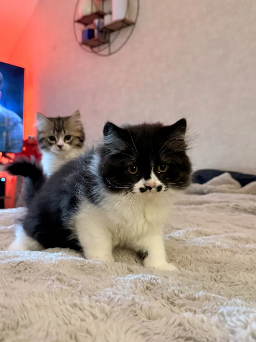 Kittens (British shorthair) - Image 2