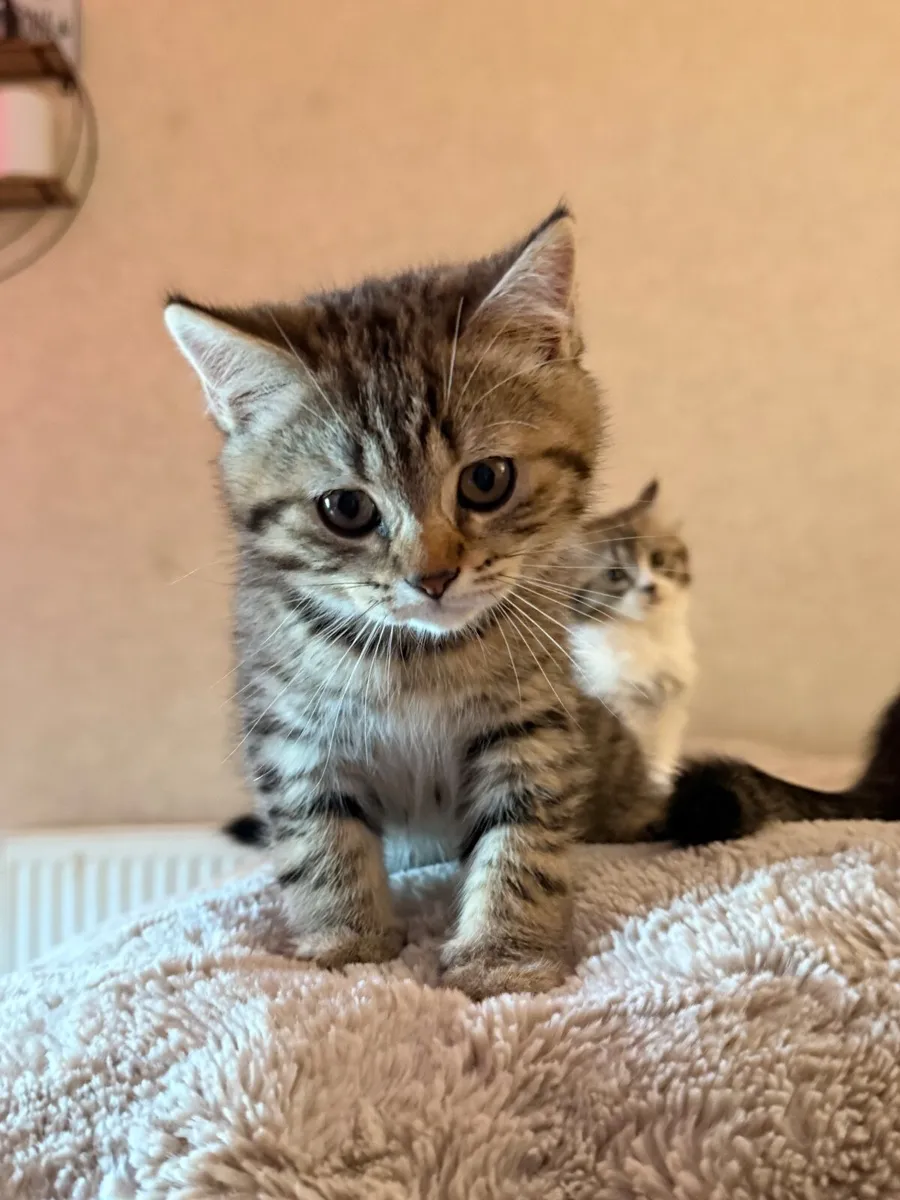 Kittens (British shorthair) - Image 3