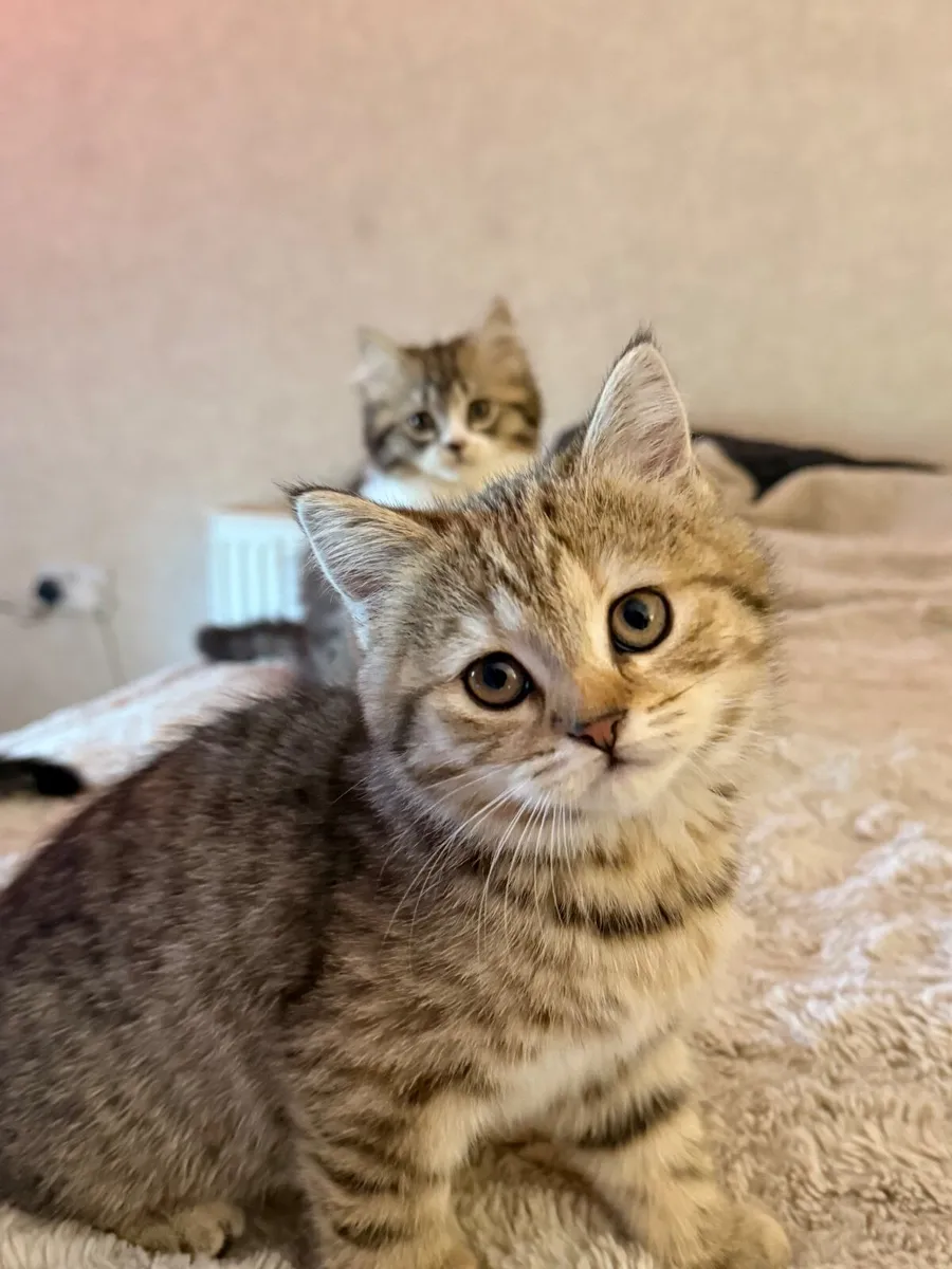 Kittens (British shorthair) - Image 1