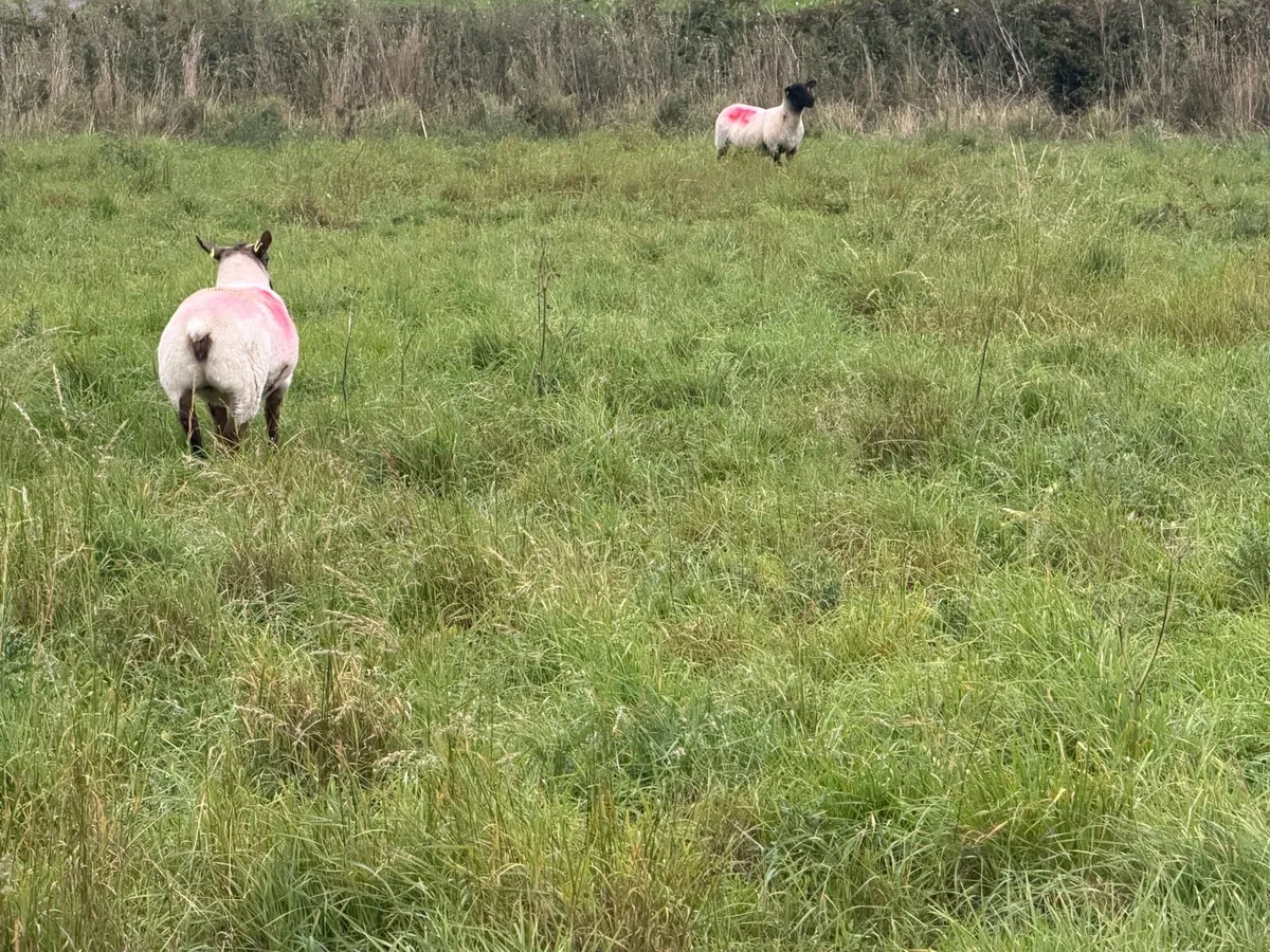 Ewe hoggets - Image 2