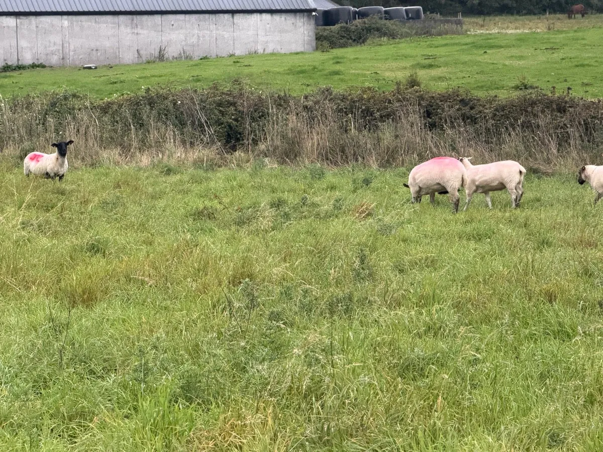Ewe hoggets - Image 3