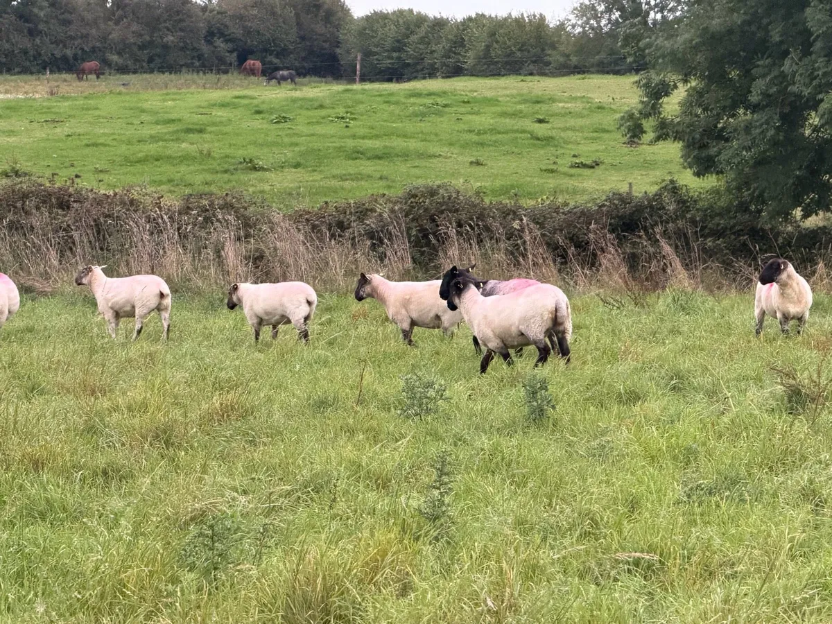 Ewe hoggets - Image 4
