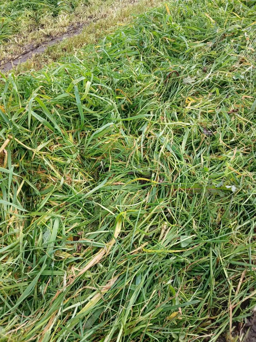 110 Green leafy Crop round bales of Barley/silage - Image 3