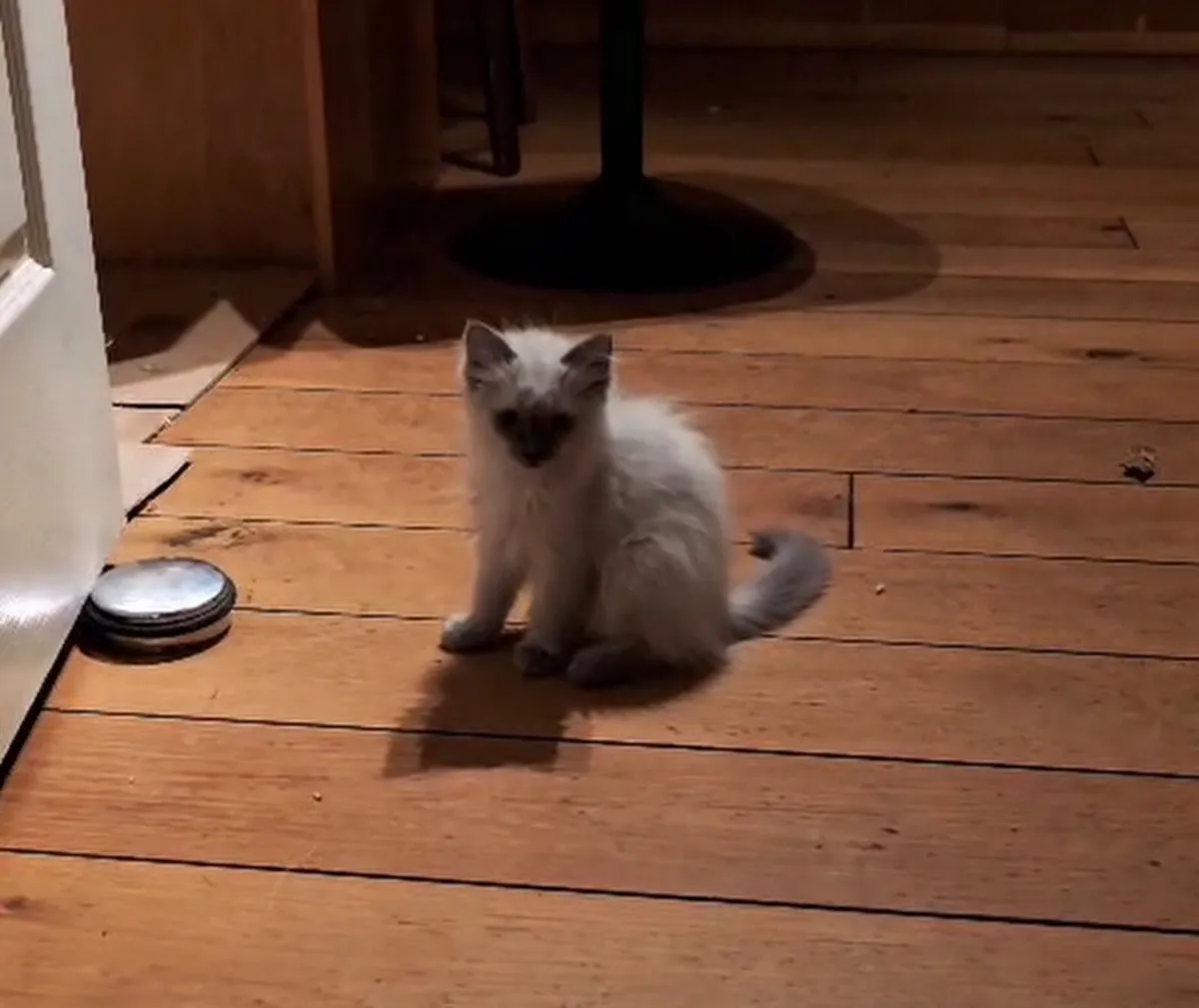 Kitten - Image 1