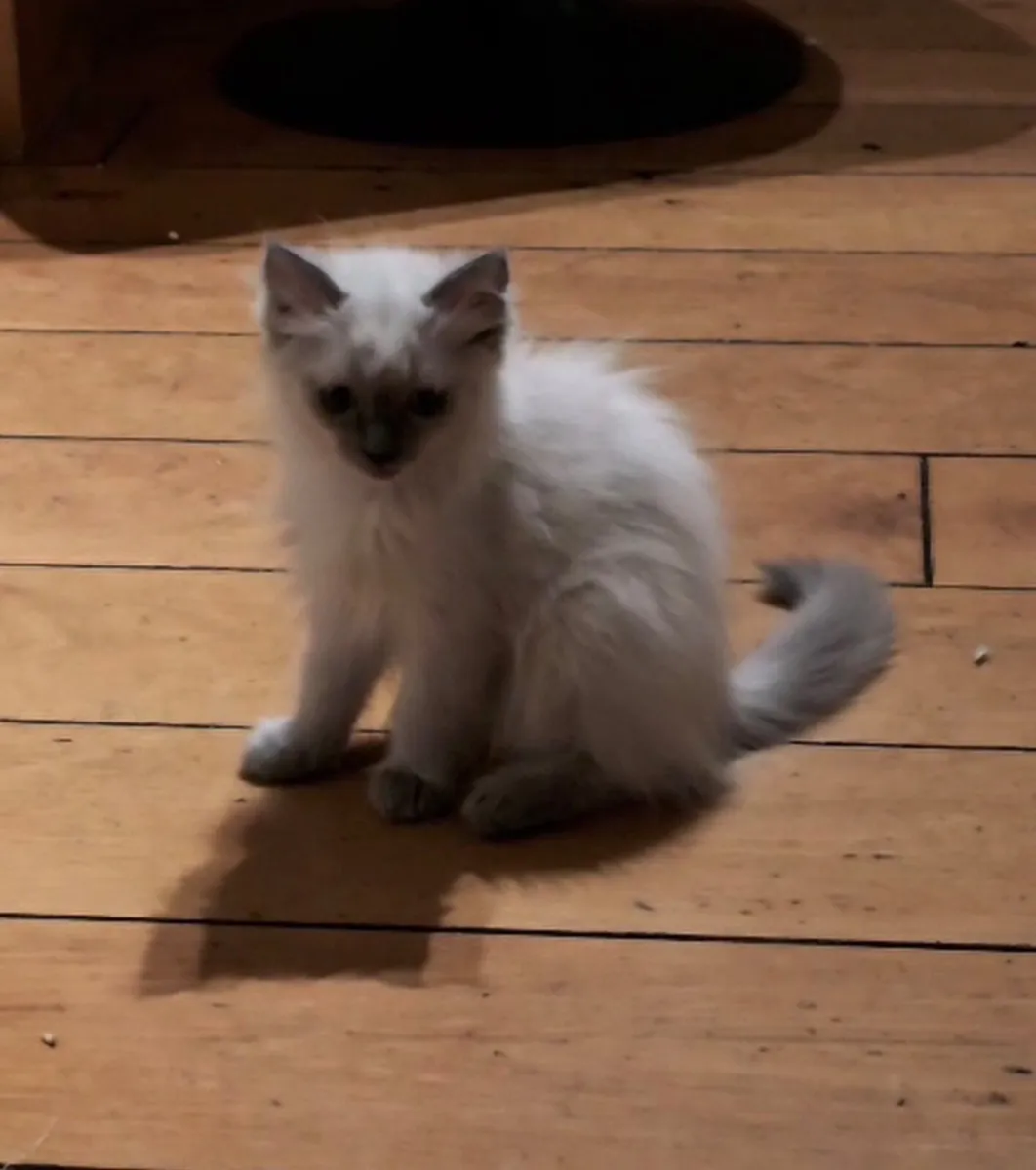 Kitten - Image 2
