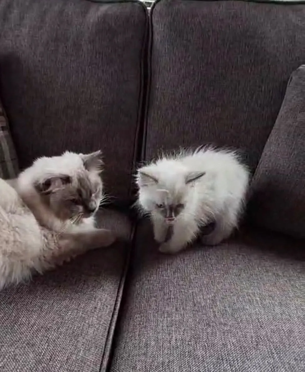 Kitten - Image 3
