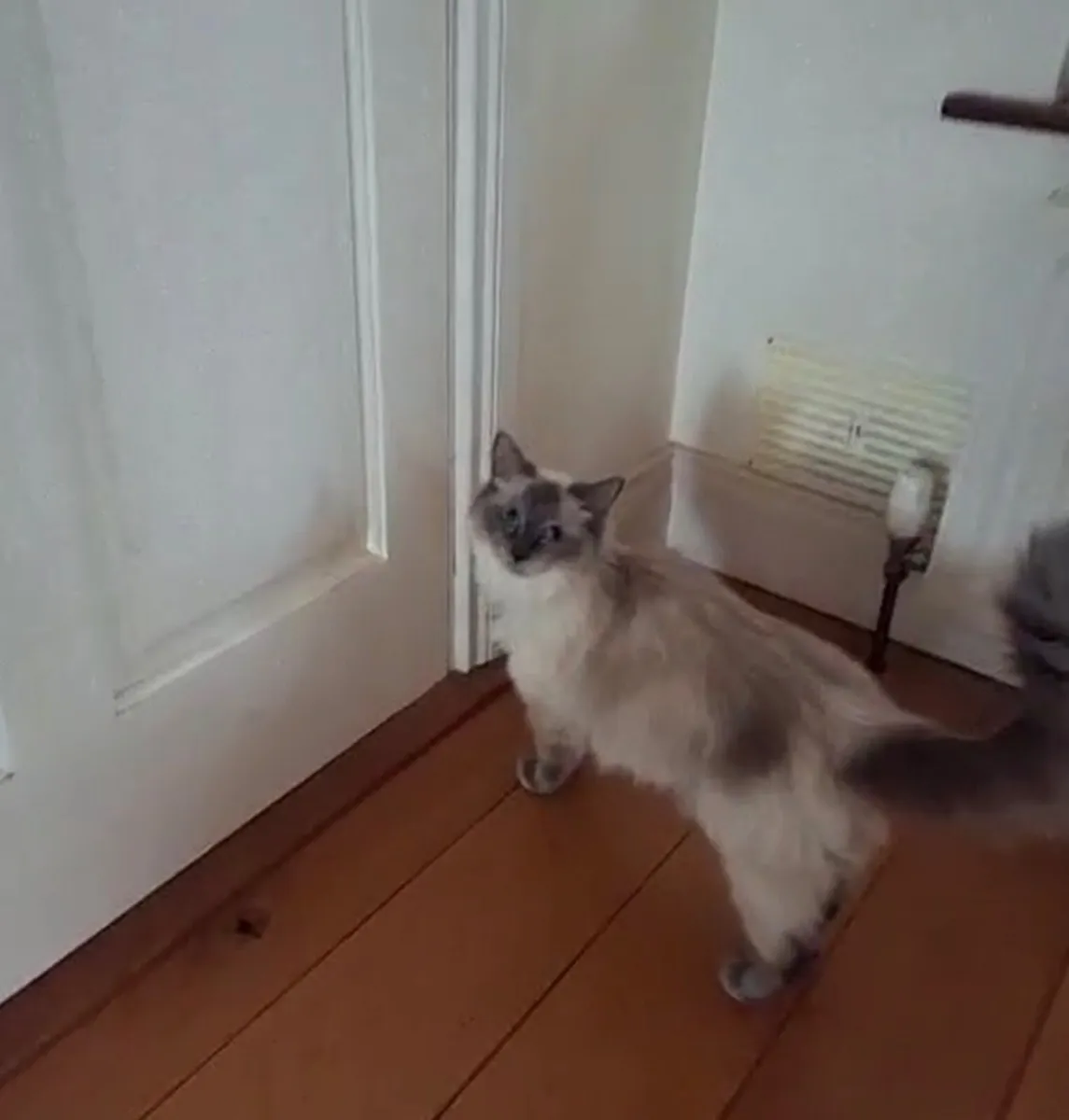 Kitten - Image 4