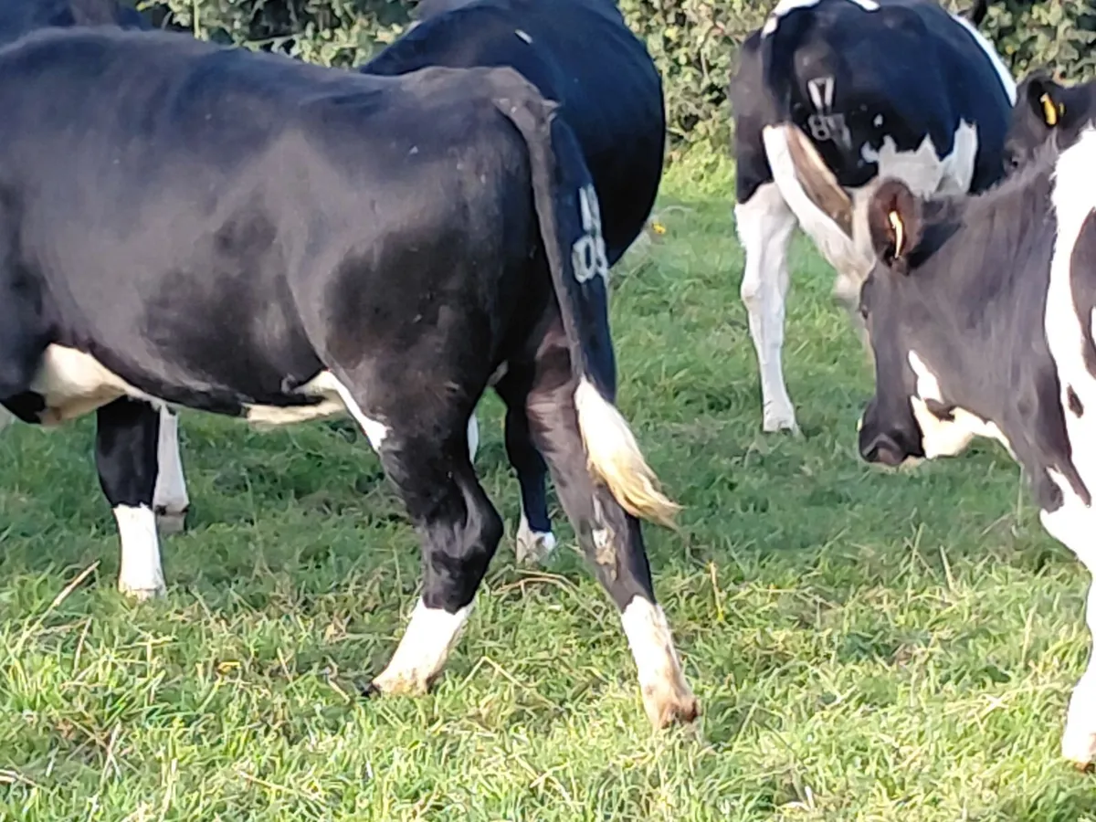 In calf heifers - Image 1