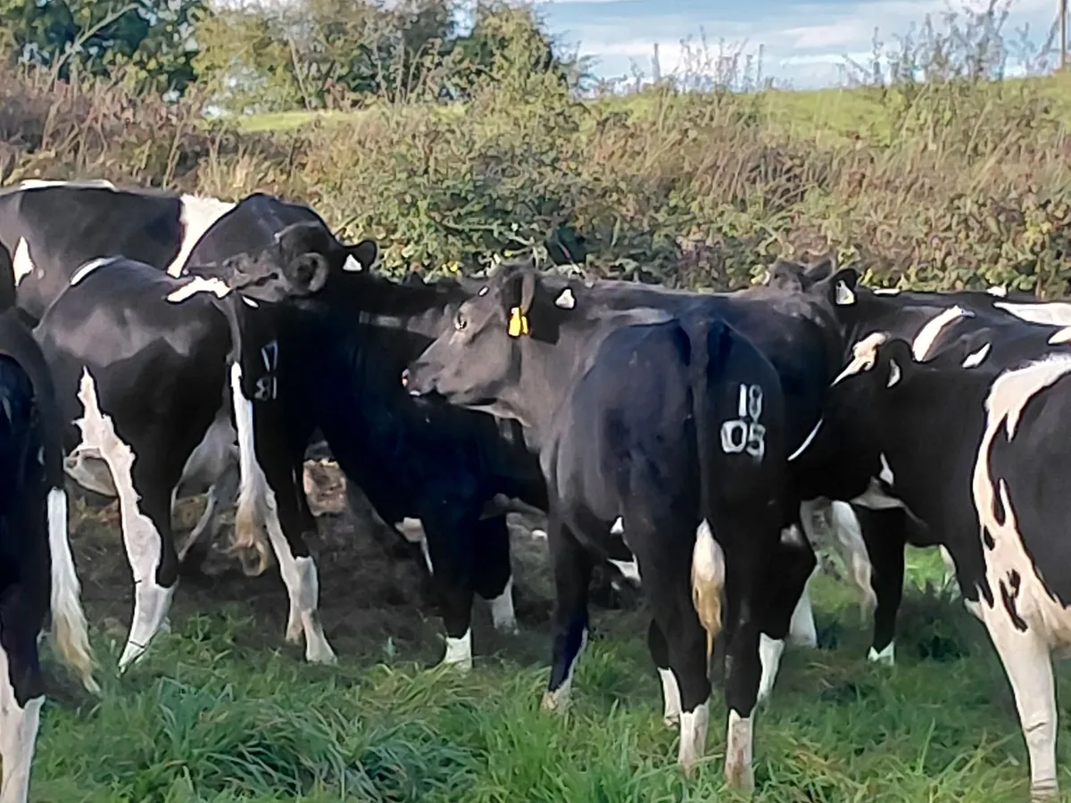 In calf heifers - Image 2