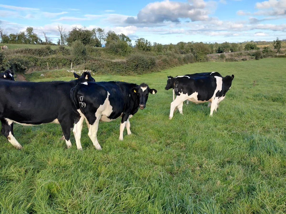 In calf heifers - Image 4