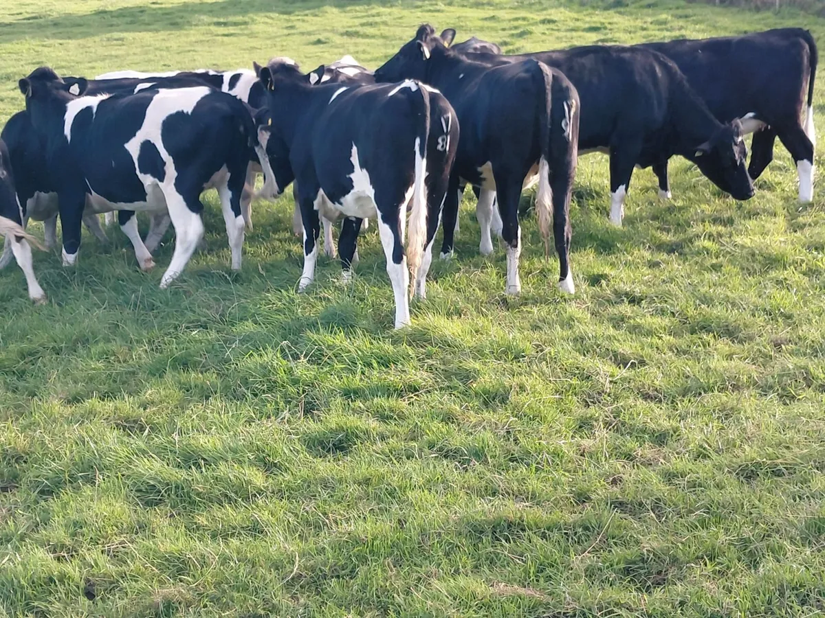 In calf heifers - Image 3