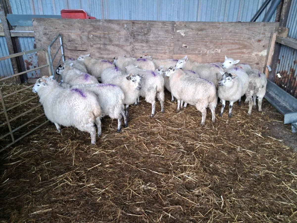 Hiltex ewe lambs - Image 1