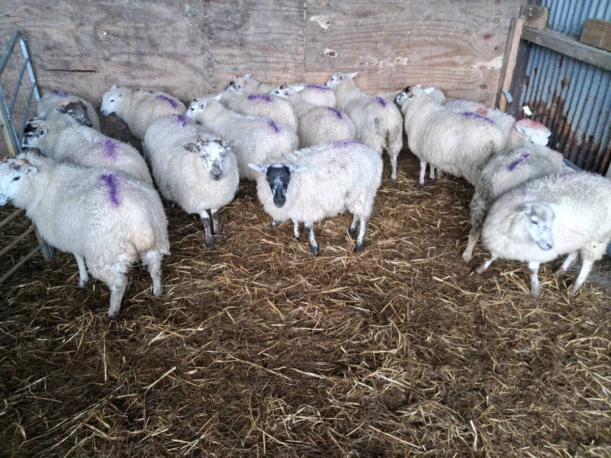 Hiltex ewe lambs - Image 2