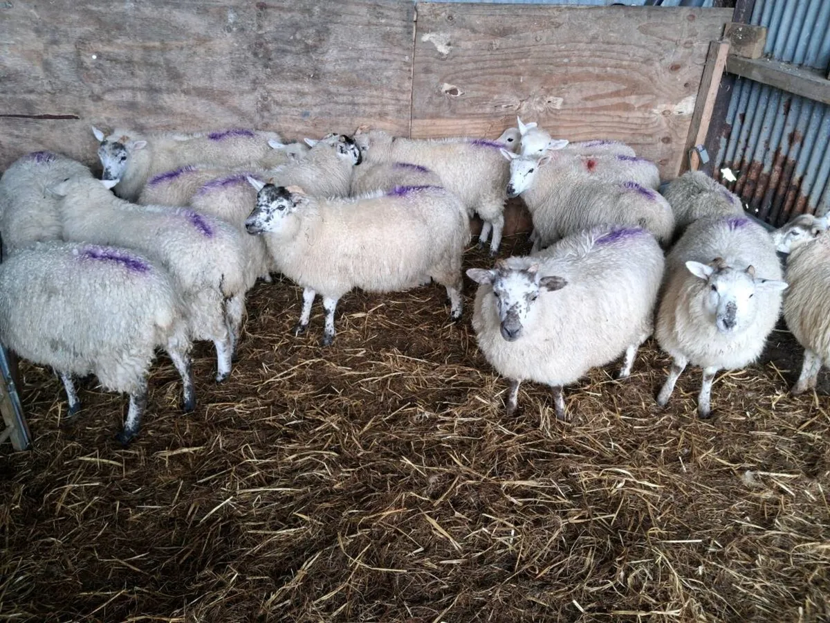 Hiltex ewe lambs - Image 3