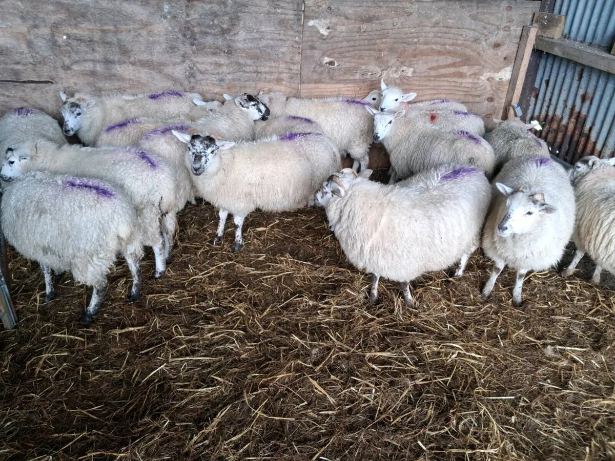 Hiltex ewe lambs - Image 4