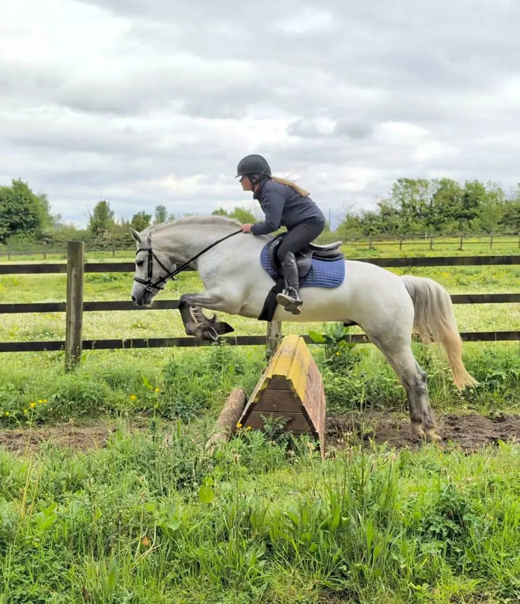ONE IN A MILLION CONNEMARA GELDING - Image 1