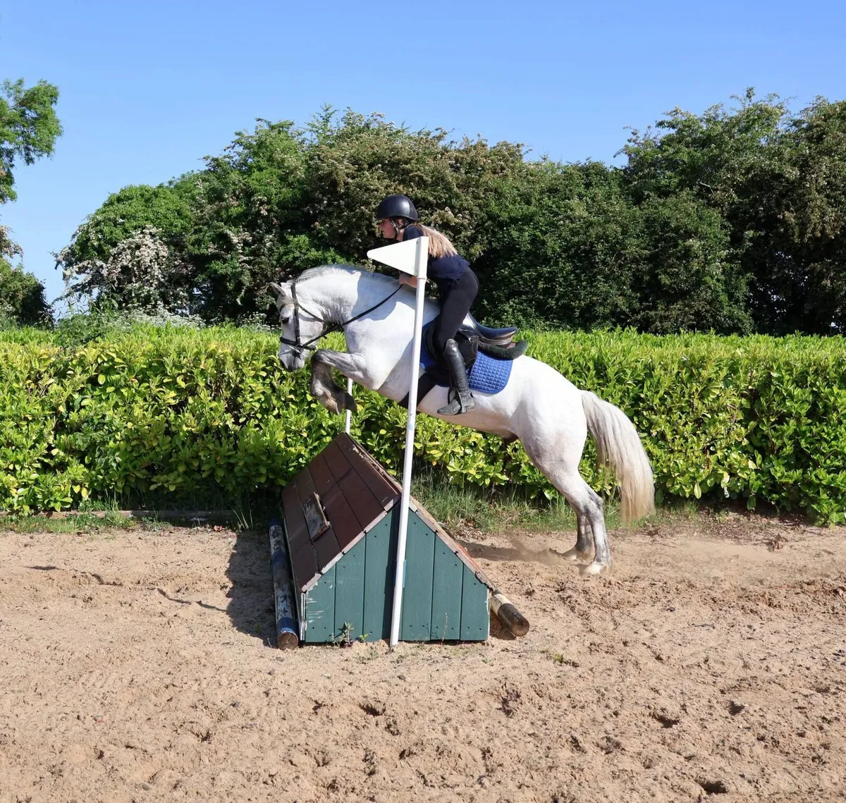 ONE IN A MILLION CONNEMARA GELDING - Image 3