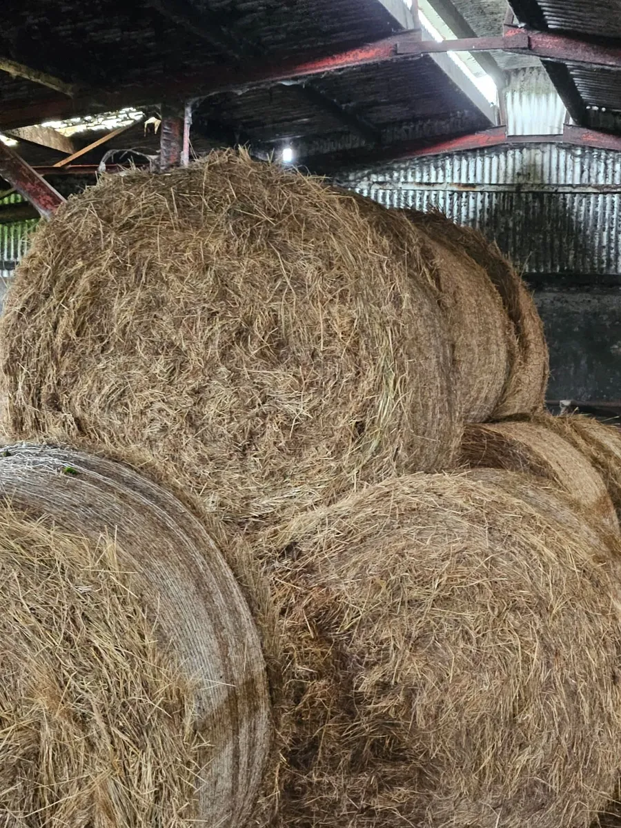 Rough bedding/hay