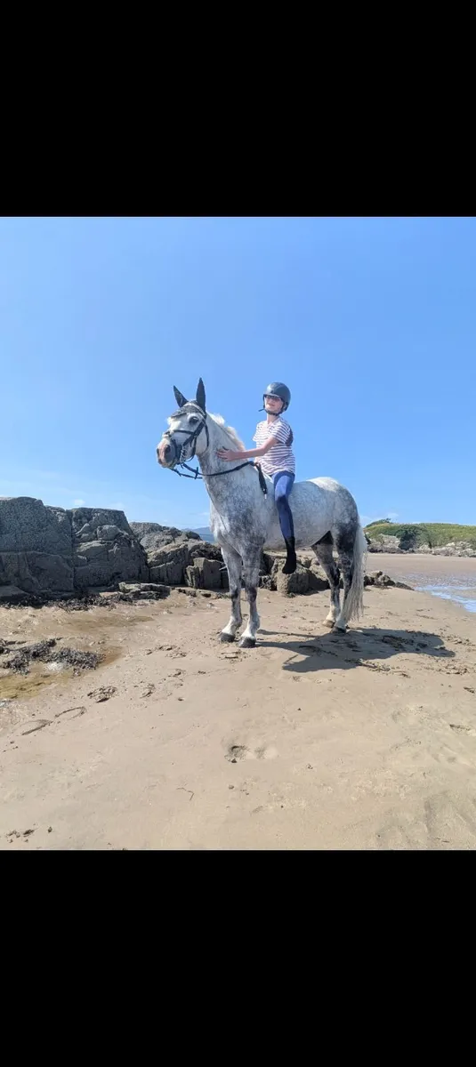 Pony for sale - Image 1