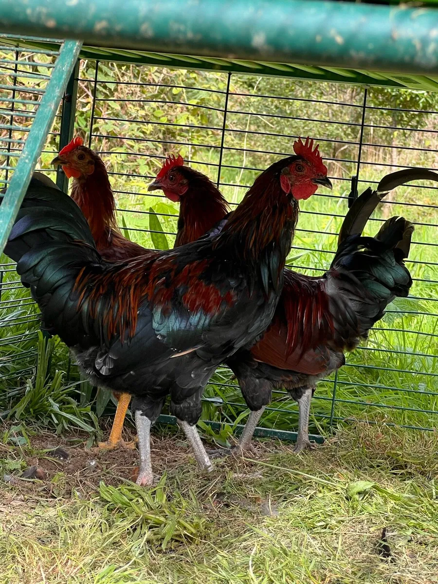 Roosters - Image 1