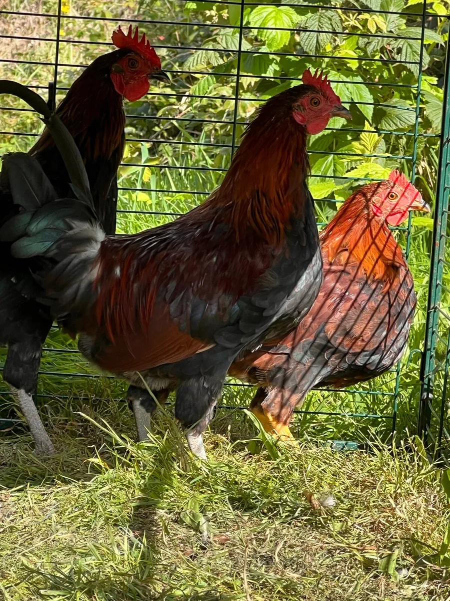Roosters - Image 2