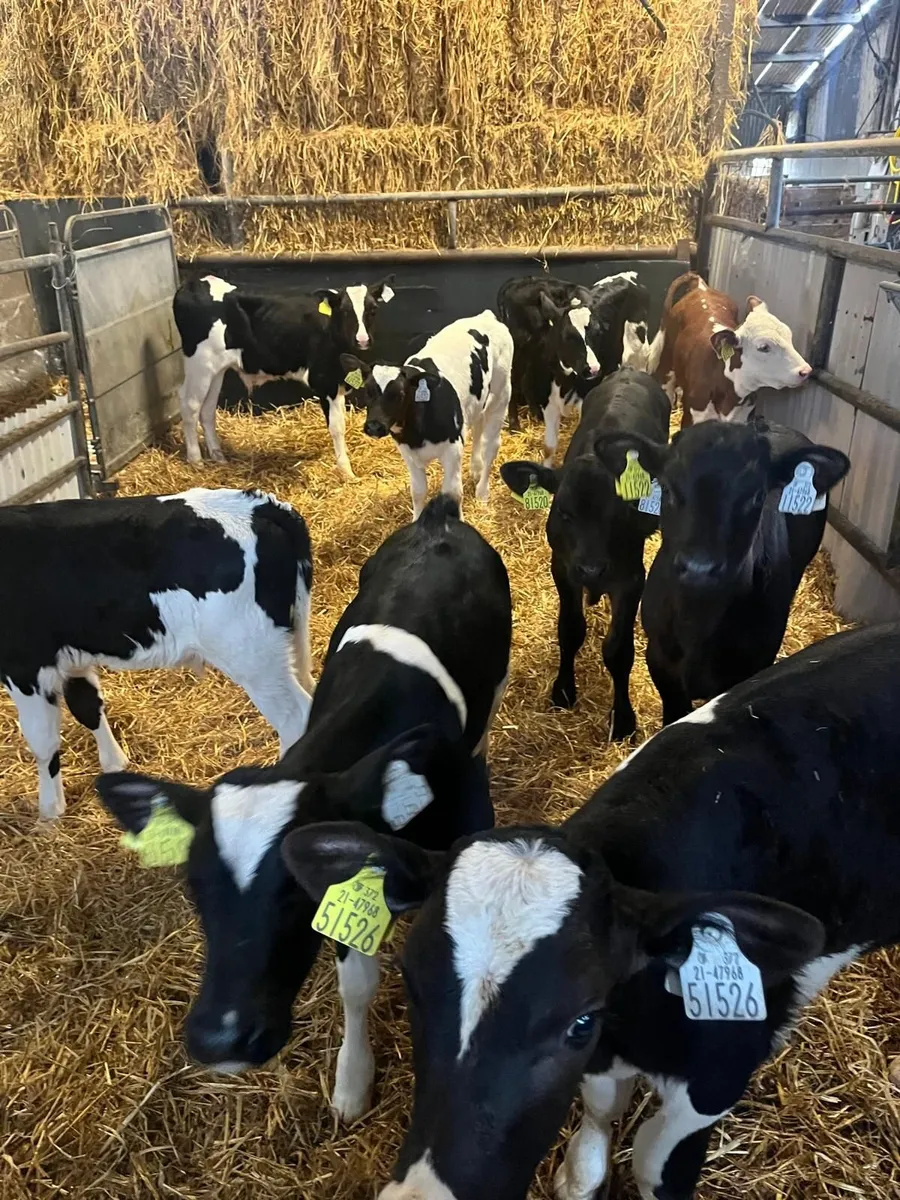 Continental Calves & Friesian Calves