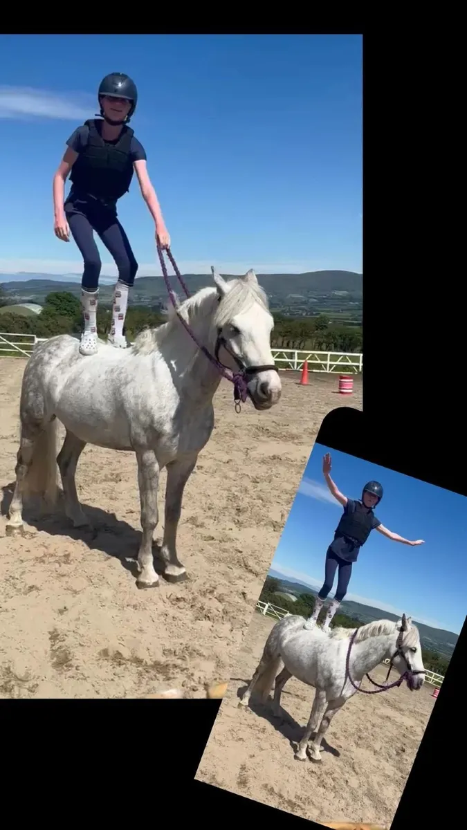 Pony for sale - Image 4