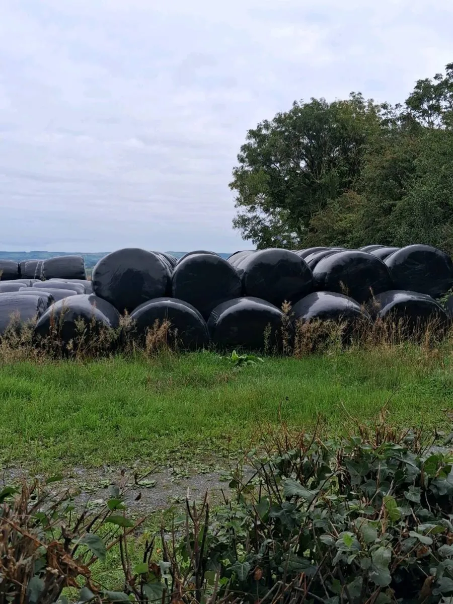 Round bales silage - Image 2