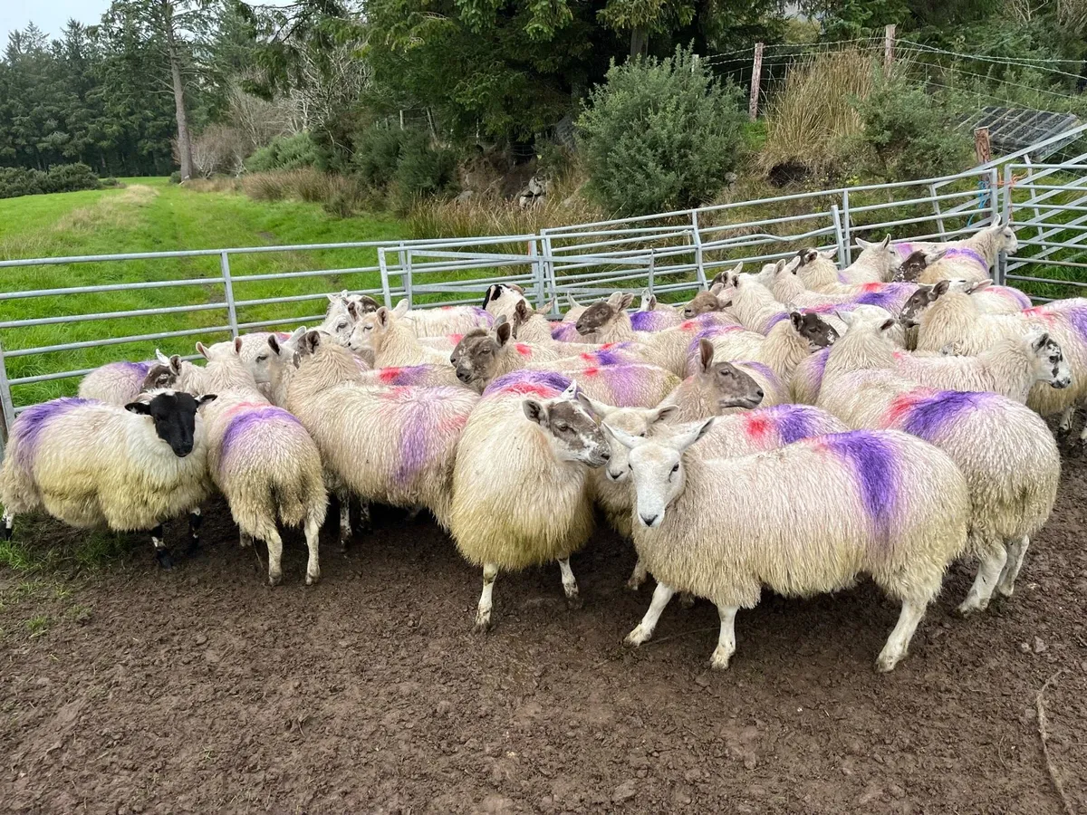 Mule ewe lambs - Image 2