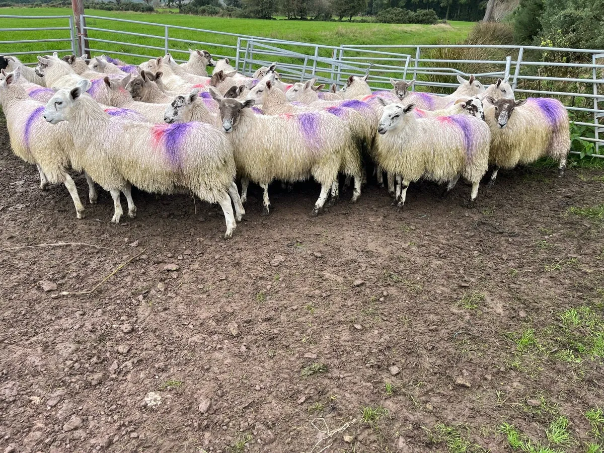 Mule ewe lambs - Image 1