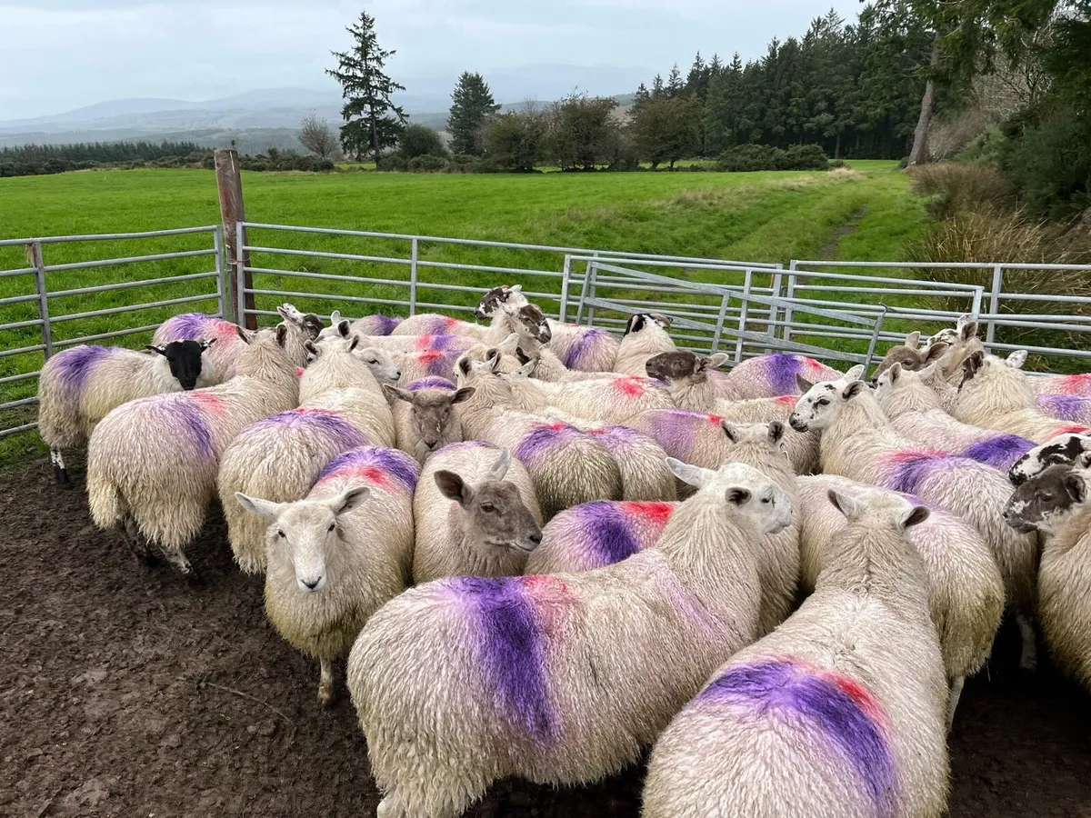 Mule ewe lambs - Image 4