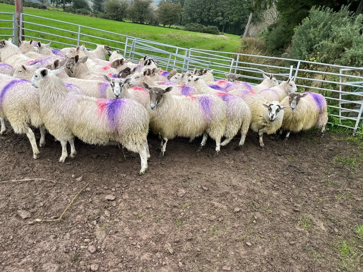 Mule ewe lambs - Image 3