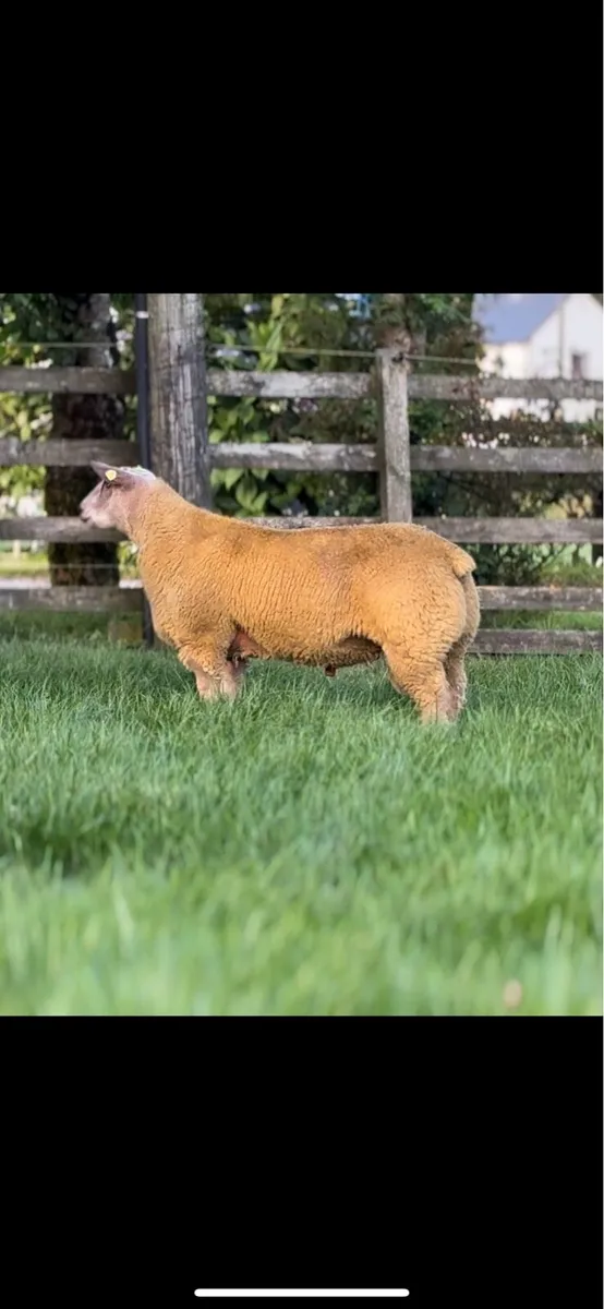 Charollais rams - Image 4
