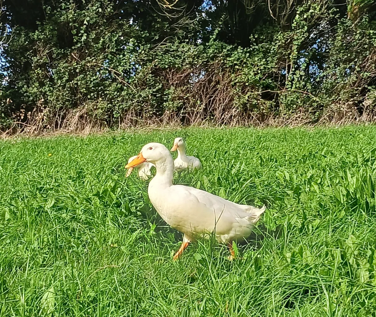 Aylesbury Ducks, Heritage Turkeys, Brahma X Roo - Image 1